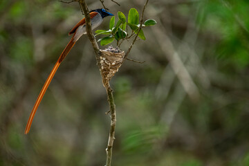 This striking image captures an Indian Paradise Flycatcher, a male in rufous morph, perched...