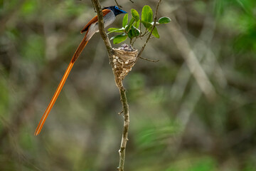 This striking image captures an Indian Paradise Flycatcher, a male in rufous morph, perched...