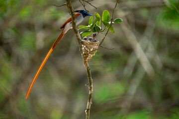 This striking image captures an Indian Paradise Flycatcher, a male in rufous morph, perched...