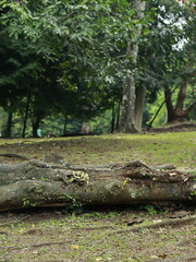 A fresh and beautiful green trees after the rain. Large tree trunks. Forest in the middle of the city after the rain. Bogor Botanical Gardens, Indonesia.