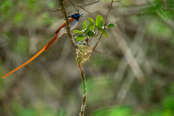 This striking image captures an Indian Paradise Flycatcher, a male in rufous morph, perched...
