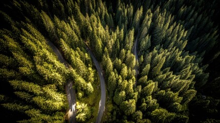 aerial. Aerial view of a serene forest road winding through lush greenery under natural daylight. travel magazines, destination branding, designed for travel destination branding.