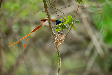 This striking image captures an Indian Paradise Flycatcher, a male in rufous morph, perched...