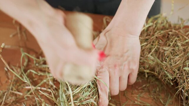 Decorator hand with red nails holding jute twine while arranging dried hay on wooden surface, preparing rustic eco-friendly craft packaging with natural materials, closeup of creative handmade