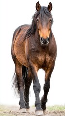 Obraz premium A brown horse with a dark mane and tail walks toward the camera against a white background. Snow or ice is visible on its coat.