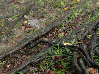 A fresh and beautiful green trees after the rain. Large tree trunks. Forest in the middle of the city after the rain. Bogor Botanical Gardens, Indonesia.