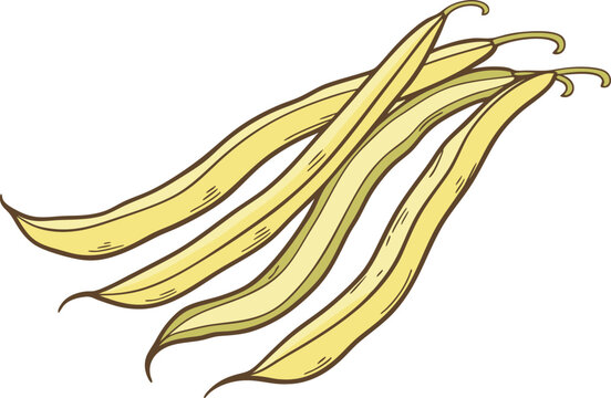 Realistic vector illustration of yellow wax beans fresh healthy vegetables for food design