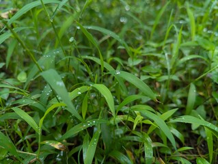 Close-up of Water Droplets on Green Grass After Rain