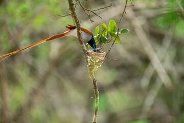 This striking image captures an Indian Paradise Flycatcher, a male in rufous morph, perched...