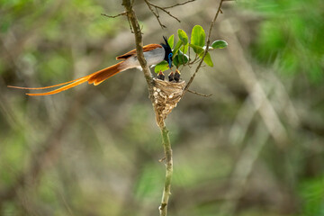This striking image captures an Indian Paradise Flycatcher, a male in rufous morph, perched...