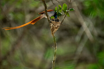 This striking image captures an Indian Paradise Flycatcher, a male in rufous morph, perched...