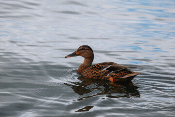 A single female mallard duck floats calmly across the surface of the water on a cloudy day. Ripples and the bird's reflection are visible in the water.