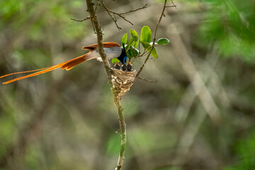 This striking image captures an Indian Paradise Flycatcher, a male in rufous morph, perched...