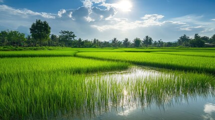 Bright green rice paddies reflecting sunlight in the Isaan region of Thailand, surrounded by a peaceful winter landscape.
