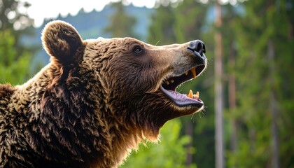 Obraz premium Brown bear in forest portrait
