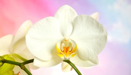 Close-up of a vibrant white orchid