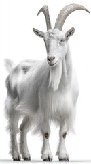 Fototapeta premium A white goat with long, curled horns stands against a bright white background. Its coat appears fluffy and textured.