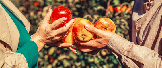 Handmade collecting fruits. Farmers hand freshly harvested apples
