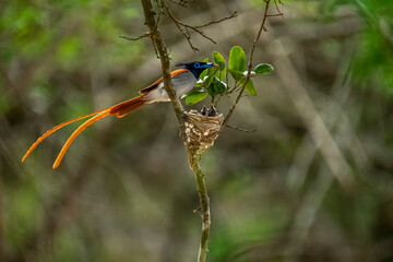This striking image captures an Indian Paradise Flycatcher, a male in rufous morph, perched...