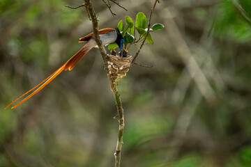This striking image captures an Indian Paradise Flycatcher, a male in rufous morph, perched...