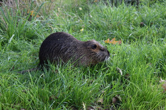 Nutria - Bieberatte