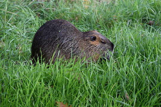 Nutria - Bieberratte