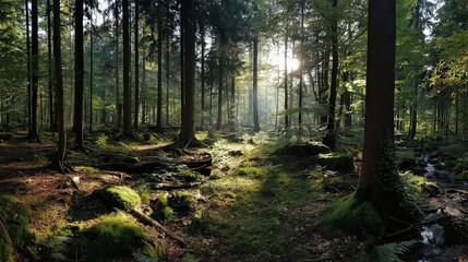 Obraz premium Forest Floor Sunlight Panorama
