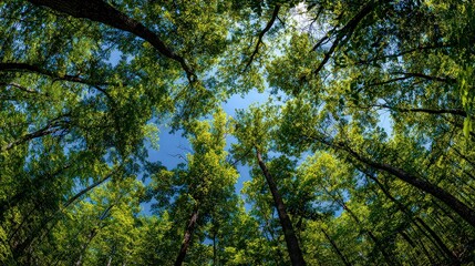 Obraz premium Forest Canopy Sunlight View