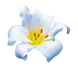 Elegant blue lily isolated on a white background. Beautiful head flower. Spring time, summer. Easter holidays. Garden decoration, landscaping. Floral floristic arrangement
