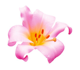 Elegant pink lily isolated on a white background. Beautiful head flower. Spring time, summer. Easter holidays. Garden decoration, landscaping. Floral floristic arrangement