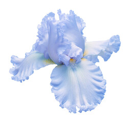 Blue iris flower isolated on white background. Easter. Summer. Spring. Flat lay, top view. Love. Valentine's Day. Floral pattern, object. Nature concept