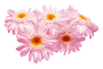 Bouquet pink daisy flower isolated on white background. Flat lay, top view. Floral pattern, object