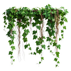 Wild Hanging Ivy Creeper Plant, Realistic Transparent Background