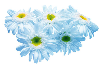 Bouquet blue daisy flower isolated on white background. Flat lay, top view. Floral pattern, object