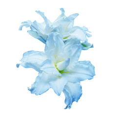 Bouquet of beautiful blue lily terry flowers isolated on white background. Beautiful flora composition for business. Flat lay, top view