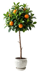 Vibrant orange tree in decorative white pot, showcasing lush green leaves and ripe oranges, adds touch of nature to any space