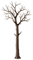Obraz premium Tall, bare tree with intricate branches reaching outward, showcasing natural, rustic appearance. tree stands alone, emphasizing its structure
