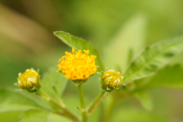 黄色い花はママコノシリヌグイという名の花