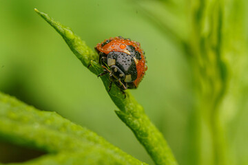 葉にとまる濡れたテントウムシ