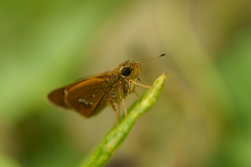 Fototapeta premium 葉に止まるセセリチョウ
