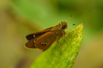 葉に止まるセセリチョウ