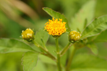 黄色い花はママコノシリヌグイという名の花