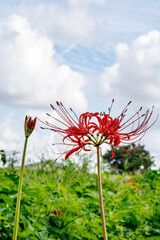 青空に映えるヒガンバナ