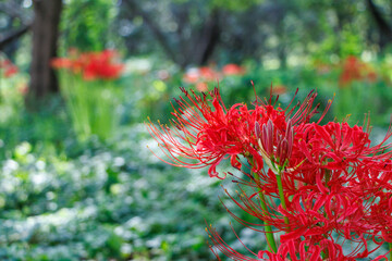 木陰で、真っ赤な彼岸花を咲かせる