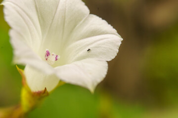 白いムクゲの花