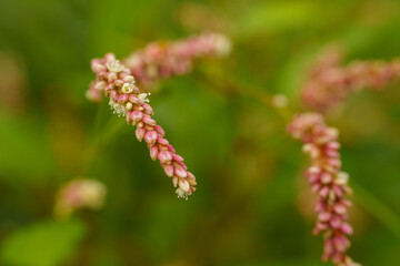 秋に咲く、イヌタデの花