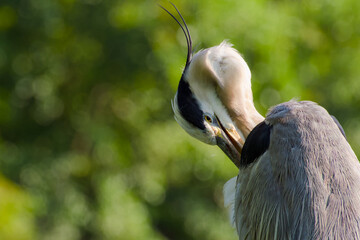 Close-up portrait of grey heron preening feathers