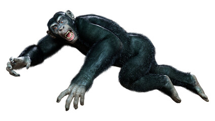 Obraz premium 3D Rendering Chimpanzee on White