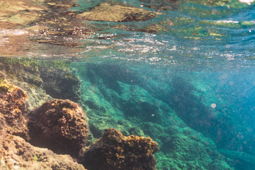 A tranquil underwater seascape with sunlight filtering through the clear turquoise water, illuminating the lush green algae on the rocky ocean floor.