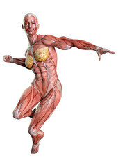 3D Rendering Female Anatomy Figure on White